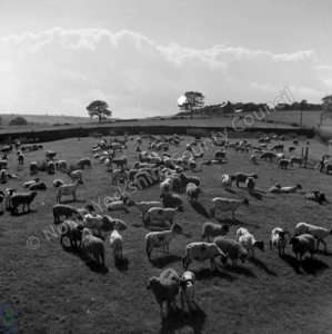 Sheep Shearing, Beckwithshaw
